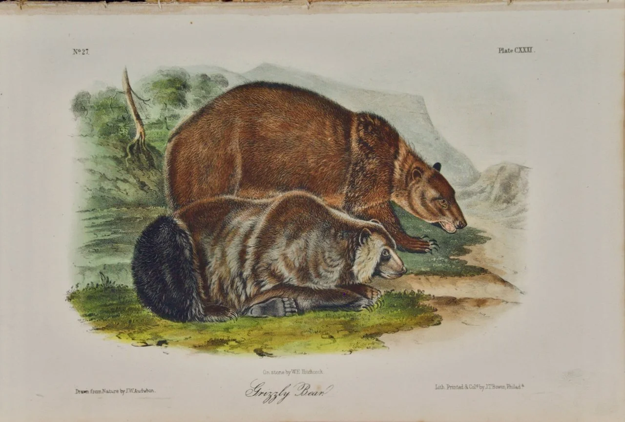 Cinnamon Bear: An Original 19th Century Audubon Hand-colored